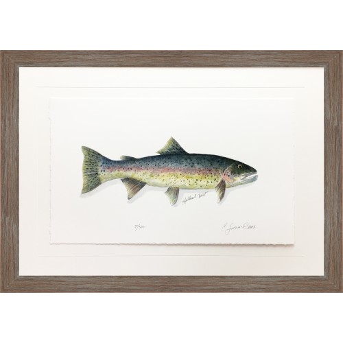 CL- STEELHEAD TROUT